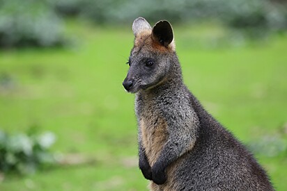 Wallabies são pequenos marsupiais da mesma família dos cangurus.