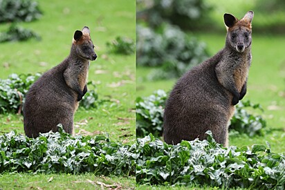 O wallaby é um animal nativo da Austrália.