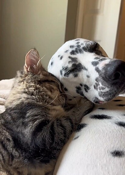 River se apegou ao gatinho de uma maneira única.