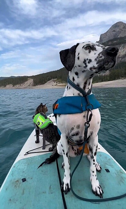 Os dois de stand-up paddle.