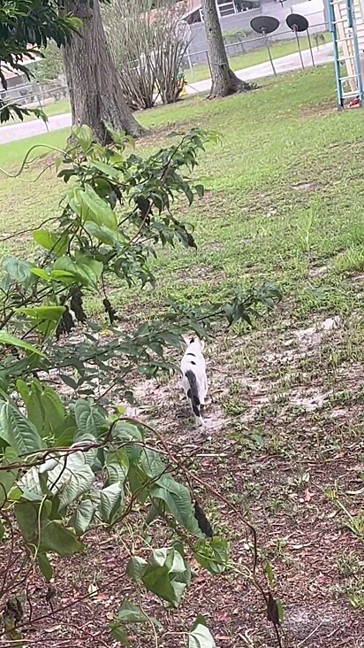 A gatinha sabia como cuidar dos seus bebês.