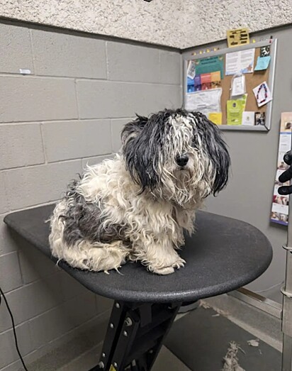 O cão parecia se esconder de medo debaixo de seus pelos.