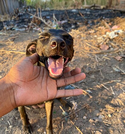 Maria Nega é uma cachorrinha muito simpática e amorosa.