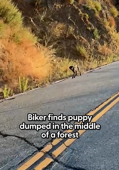 O cão havia sido abandonado em uma estrada deserta.