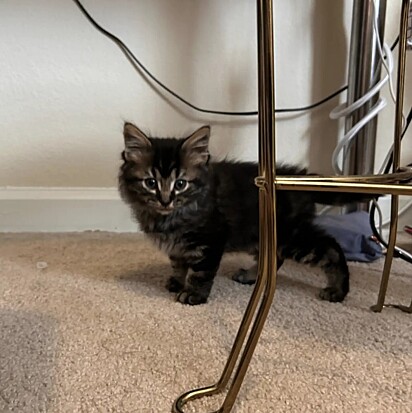 O gatinho está em um lar temporário à procura de sua família para sempre.