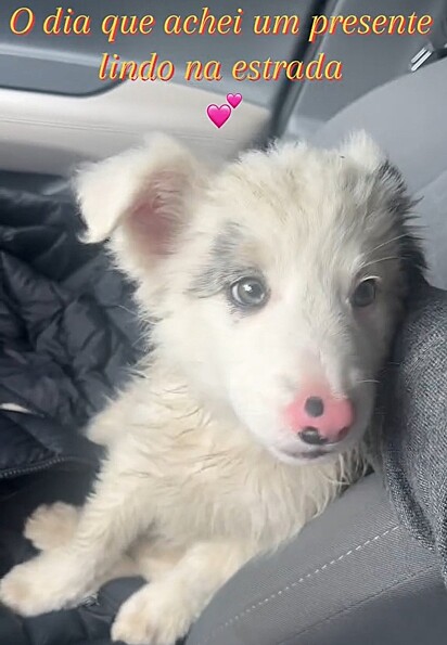 Luan Feitosa resgatou e adotou a cachorrinha que encontrou na beira da estrada.