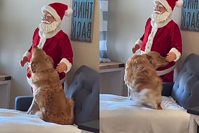 Golden retriever não consegue entender por que Papai Noel não faz carinho nele e vídeo derrete a internet