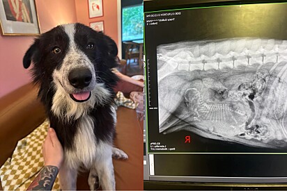 Tutora leva cadela para ser castrada, mas raio-x revela quadro totalmente inesperado.