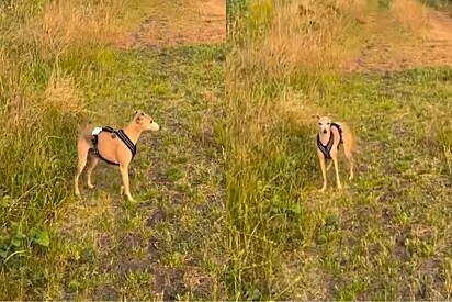 Cachorro da raça galgo retorna a local traumático - então tutora percebe que ele ainda lembra.