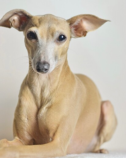 A cachorrinha Adeline, da raça galgo.