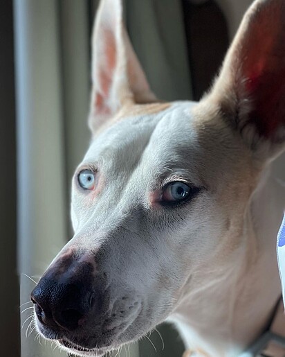 Dory é apaixonada por futebol americano.