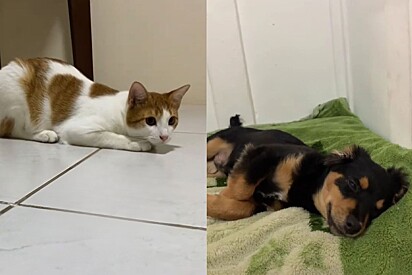 Tutores estão “doando” seus pets? Entenda a nova trend que conquistou as redes sociais