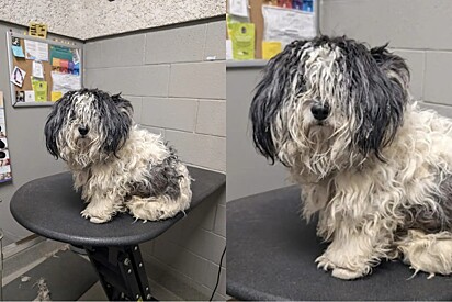 O cãozinho passou a se sentir mais confiante.