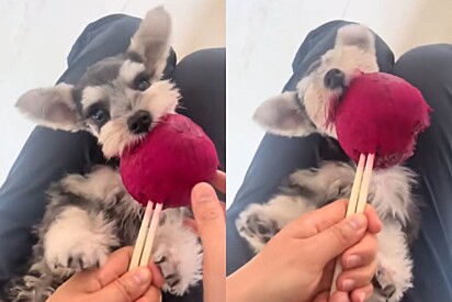 Mini schnauzer devora pitaya gigante e conquista a internet com sua fofura