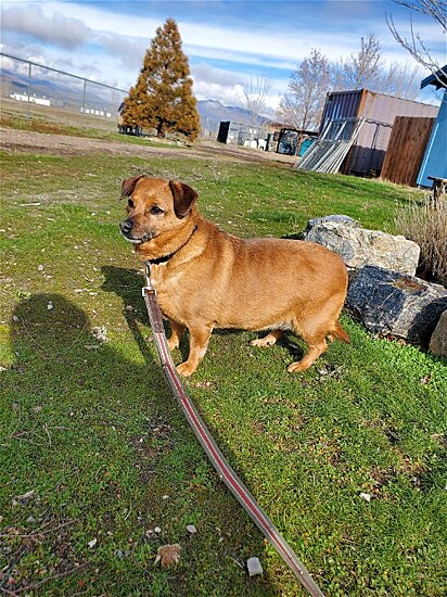 Merry é uma cachorrinha ranzinza.