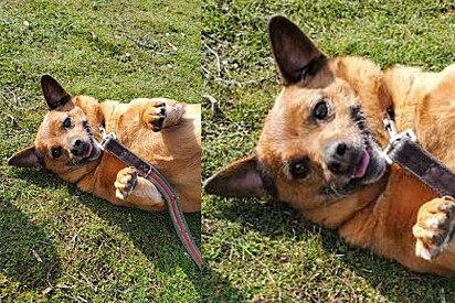 Devolvida por morder demais, abrigo decifra único código capaz de amolecer coração de cachorrinha ranzinza.