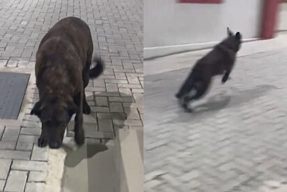 Cachorro faz jovem passar vergonha na faculdade e internautas não perdoam com comentários engraçados