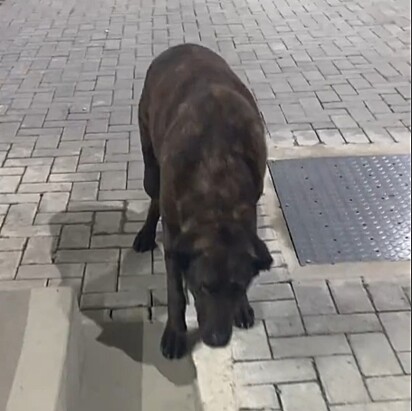 O cachorro de rua parecia querer carinho.