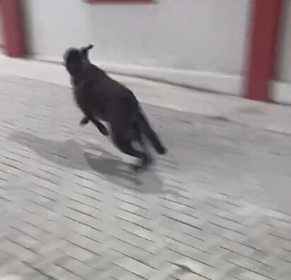 Os zoomies podem ocorrer quando o cão está cheio de energia ou estressado. 