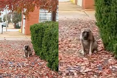 Carteiro vê cachorro chorando na calçada após decisão da família.