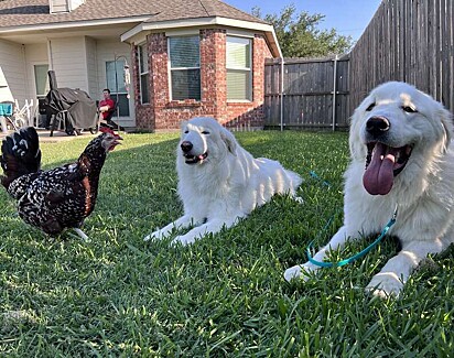 Goose está feliz com a sua nova família!