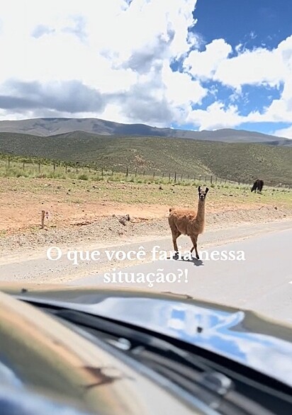 As lhamas repousavam tranquilamente à beira da estrada.