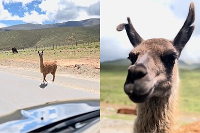 Turista viajava tranquilamente pela Argentina, até que lhama resolve abordá-lo em estrada.