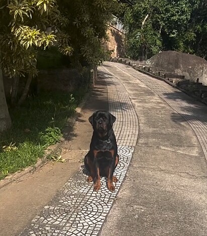 Radar é um cachorro lindo e imponente.