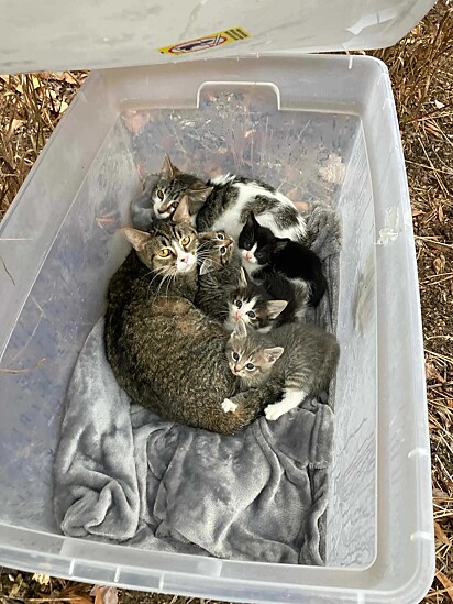 Eles encontraram uma família inteira de gatos.