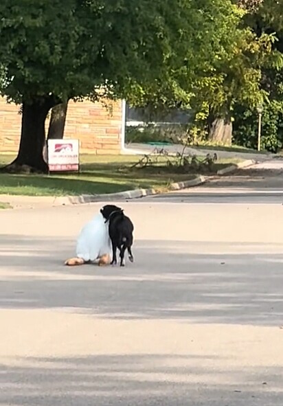 Otis adora furtar os brinquedos do vizinho. 