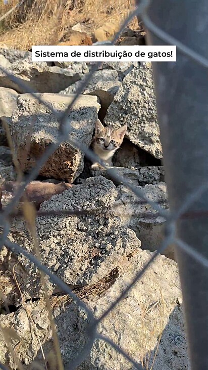 Os felinos estavam abandonados.