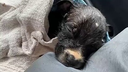 Com um pouco de cuidado, carinho e segurança eles se recuperaram da fome e frio.