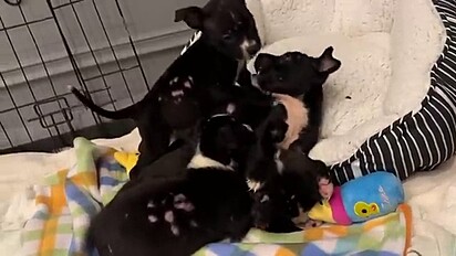 Os irmãos foram resgatados em conjunto.