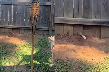 Pequena patinha atravessa a cerca todos os dias para acenar para cachorro.