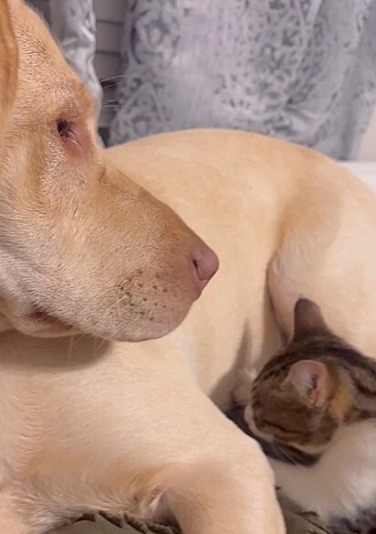 A labradora e a gata tornaram-se melhores amigas.