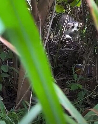 Em um dia chuvoso, a gatinha foi avistada presa no pântano.