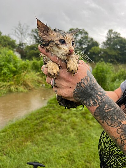 A gatinha foi resgatada sã e salva.