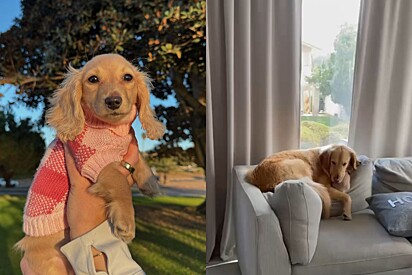 Tutora não conseguia encontrar cachorrinha dachshund, então ela olha para golden retriever e entende tudo