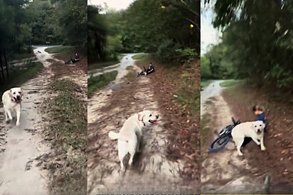 Durante passeio, cão labrador chega correndo avisar que há algo de errado com filha do casal