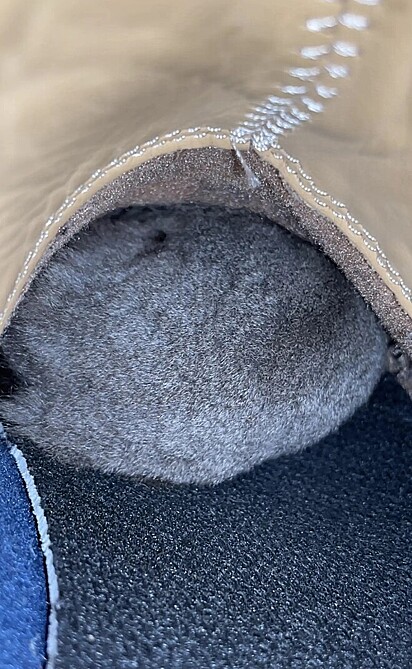 Um pequeno animal havia se instalado na bota durante a noite.