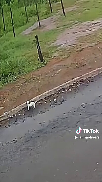 A cachorrinha em sua inocência nem correu atrás do carro.