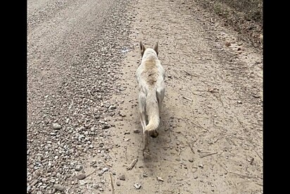 Sem pensar duas vezes, mulher decide seguir cachorro floresta a dentro e encontra cena de partir o coração.