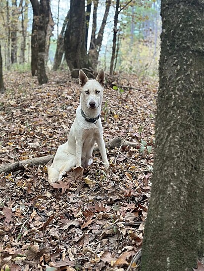 O motorista informou a protetora sobre um cachorro que estava vagando em uma estrada rural.