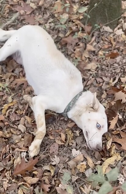 Quando a cachorra mostrou a barriga para a protetora, ela entendeu que a pet não estava sozinha; ela tinha filhotes.