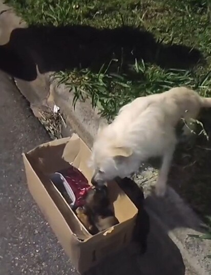 A cachorrinha foi abandonada junto com seus filhotes.