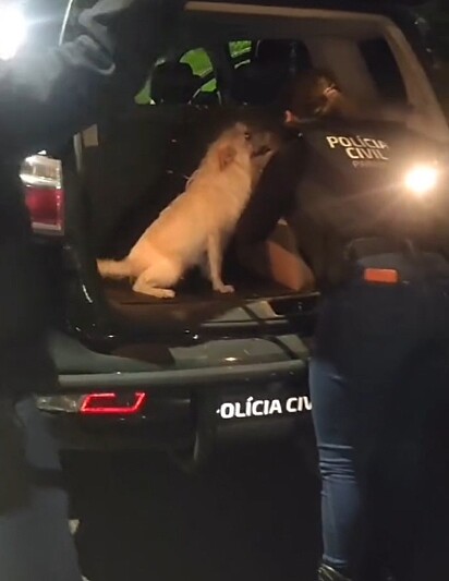 Os policiais resgataram a família canina e a levaram para um local seguro.