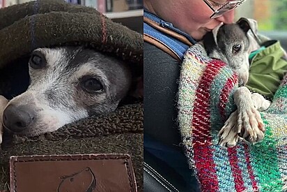 Cachorrinha que viveu 6 anos em gaiola é resgatada e comove ao receber amor e liberdade pela primeira vez