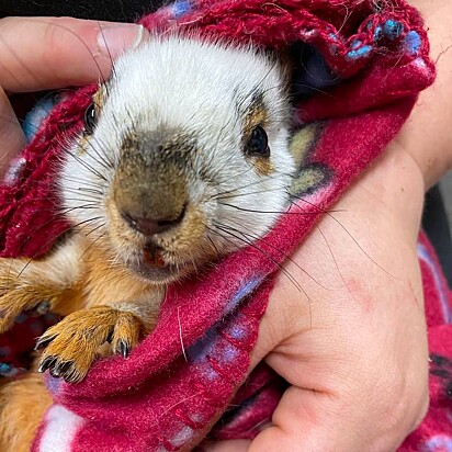 Alistair segue em recuperação. O veterinário do santuário irá decidir se poderá ser reabilitado.