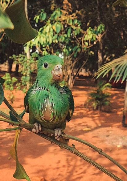 O periquito estava desidratado e precisava de ajuda.