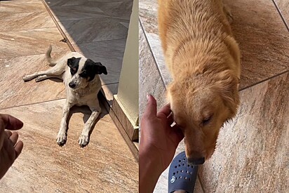 Homem que não quer cão vira-lata exibe seu Golden rebaixado e Fox paulistinha, e situação viraliza.